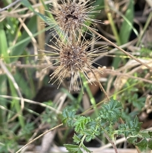 Acaena novae-zelandiae at Bungendore, NSW - 12 Jul 2023