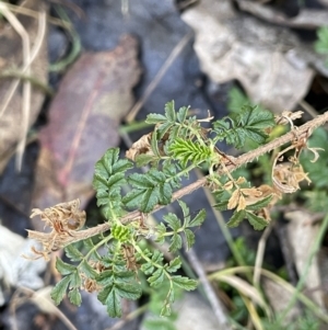 Acaena novae-zelandiae at Bungendore, NSW - 12 Jul 2023 12:15 PM