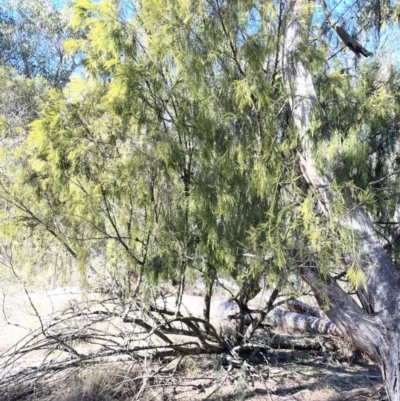Exocarpos cupressiformis (Cherry Ballart) at Bungendore, NSW - 12 Jul 2023 by JaneR