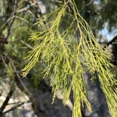 Exocarpos cupressiformis at Bungendore, NSW - 12 Jul 2023 11:59 AM