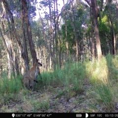 Notamacropus rufogriseus (Red-necked Wallaby) at Denman Prospect, ACT - 2 Dec 2022 by teeniiee