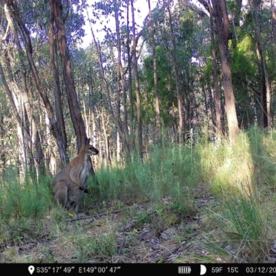 Notamacropus rufogriseus (Red-necked Wallaby) at Denman Prospect 2 Estate Deferred Area (Block 12) - 3 Dec 2022 by teeniiee