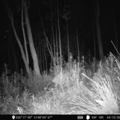 Vulpes vulpes (Red Fox) at Denman Prospect, ACT - 3 Dec 2022 by teeniiee