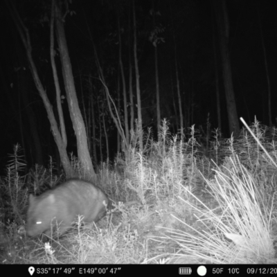 Vombatus ursinus (Common wombat, Bare-nosed Wombat) at Block 402 - 8 Dec 2022 by teeniiee