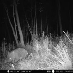Vombatus ursinus (Common wombat, Bare-nosed Wombat) at Denman Prospect 2 Estate Deferred Area (Block 12) - 8 Dec 2022 by teeniiee