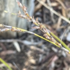 Lepidosperma laterale (Variable Sword Sedge) at Bungendore, NSW - 12 Jul 2023 by JaneR