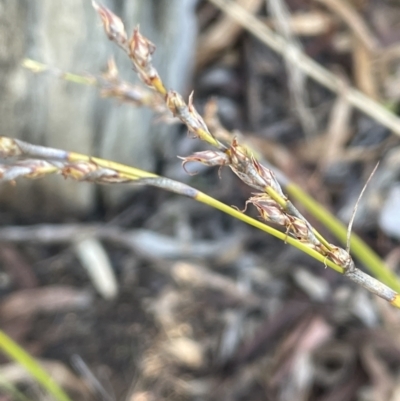 Lepidosperma laterale (Variable Sword Sedge) at Bungendore, NSW - 12 Jul 2023 by JaneR