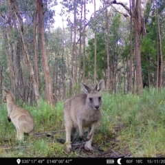 Macropus giganteus (Eastern Grey Kangaroo) at Denman Prospect 2 Estate Deferred Area (Block 12) - 14 Nov 2022 by teeniiee