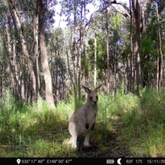 Macropus giganteus at Denman Prospect, ACT - 15 Nov 2022