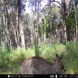 Macropus giganteus at Denman Prospect, ACT - 15 Nov 2022