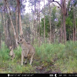 Macropus giganteus at Denman Prospect, ACT - 15 Nov 2022