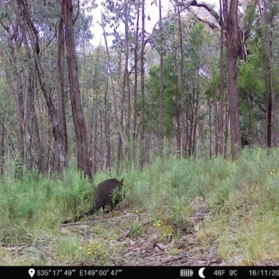 Wallabia bicolor (Swamp Wallaby) at Block 402 - 15 Nov 2022 by teeniiee