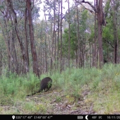 Wallabia bicolor at Denman Prospect, ACT - 16 Nov 2022 06:18 AM