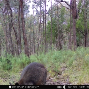 Wallabia bicolor at Denman Prospect, ACT - 16 Nov 2022