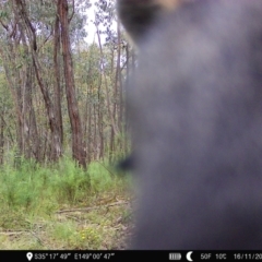 Wallabia bicolor at Denman Prospect, ACT - 16 Nov 2022 06:18 AM