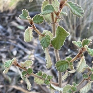 Pomaderris eriocephala at Bungendore, NSW - 12 Jul 2023