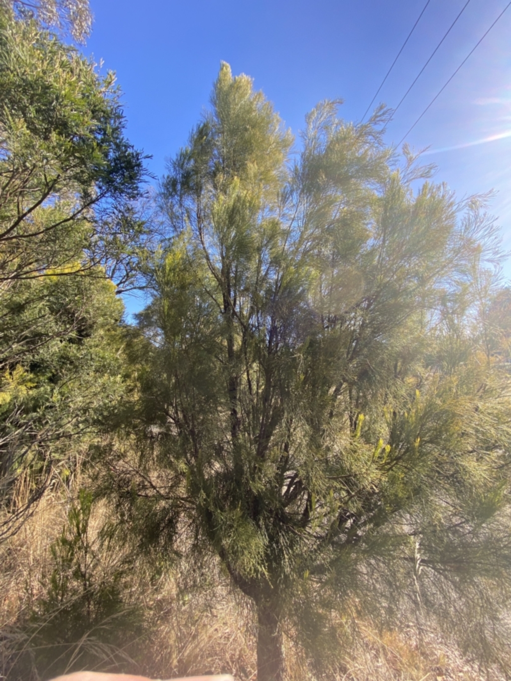 Exocarpos cupressiformis at Sutton Forest, NSW - 2 Jul 2023