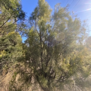 Exocarpos cupressiformis at Sutton Forest, NSW - 2 Jul 2023