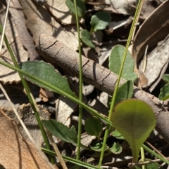 Goodenia hederacea subsp. hederacea (Ivy Goodenia, Forest Goodenia) at Wingecarribee Local Government Area - 2 Jul 2023 by Tapirlord