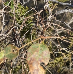 Hardenbergia violacea at Sutton Forest, NSW - 2 Jul 2023