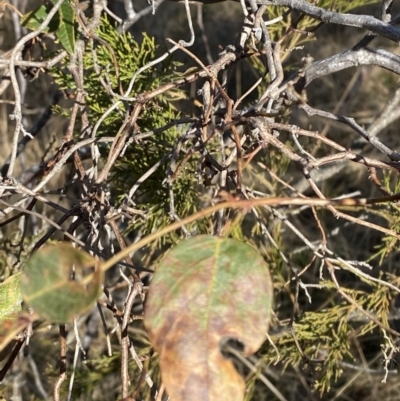 Hardenbergia violacea (False Sarsaparilla) at Sutton Forest - 2 Jul 2023 by Tapirlord