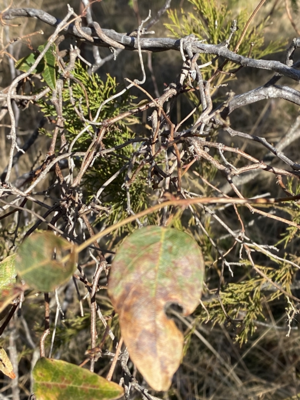 Hardenbergia violacea at Sutton Forest, NSW - 2 Jul 2023