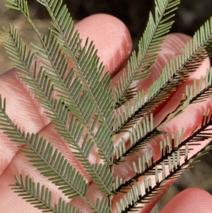 Acacia decurrens at Sutton Forest, NSW - 2 Jul 2023 10:28 AM