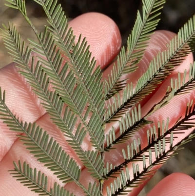 Acacia decurrens (Green Wattle) at Sutton Forest - 2 Jul 2023 by Tapirlord