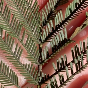 Acacia decurrens at Sutton Forest, NSW - 2 Jul 2023