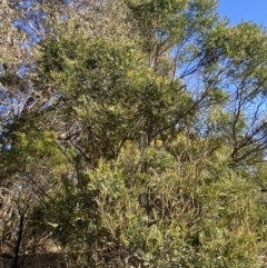 Acacia decurrens at Sutton Forest, NSW - 2 Jul 2023
