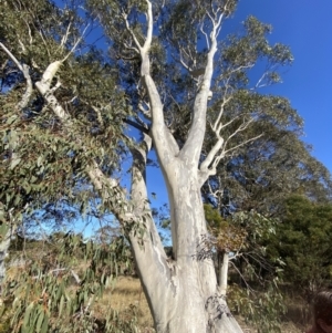 Eucalyptus racemosa at Sutton Forest, NSW - 2 Jul 2023 10:26 AM