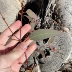 Eucalyptus racemosa at Sutton Forest, NSW - 2 Jul 2023 10:26 AM