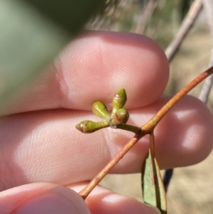 Eucalyptus racemosa at Sutton Forest, NSW - 2 Jul 2023 10:26 AM