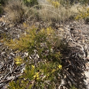 Acacia terminalis at Sutton Forest, NSW - 2 Jul 2023 10:26 AM