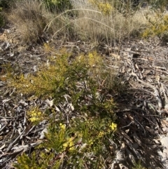 Acacia terminalis (Sunshine Wattle) at Sutton Forest, NSW - 2 Jul 2023 by Tapirlord