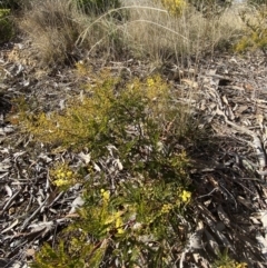 Acacia terminalis at Sutton Forest, NSW - 2 Jul 2023 10:26 AM