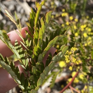 Acacia terminalis at Sutton Forest, NSW - 2 Jul 2023