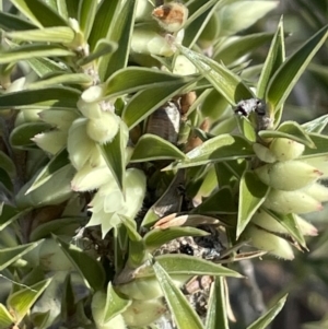 Melichrus urceolatus at Bungendore, NSW - 12 Jul 2023