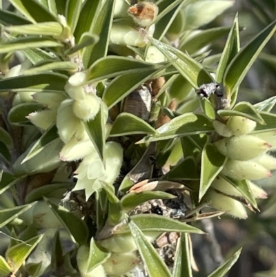 Melichrus urceolatus (Urn Heath) at Bungendore, NSW - 12 Jul 2023 by JaneR