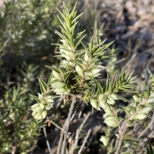 Melichrus urceolatus at Bungendore, NSW - 12 Jul 2023