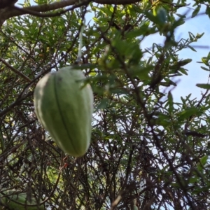 Araujia sericifera at Garran, ACT - 3 Aug 2023 11:34 AM