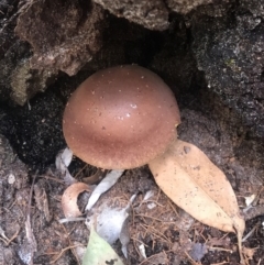 Unidentified Cap on a stem; gills below cap [mushrooms or mushroom-like] at Noosa National Park - 3 Aug 2023 by AliClaw