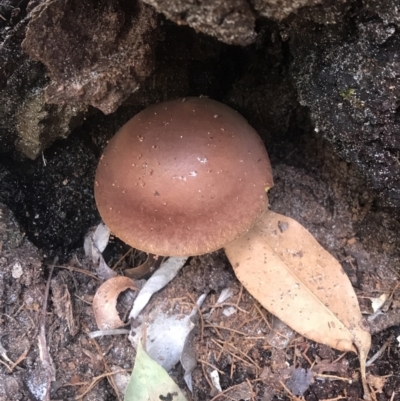 Unidentified Cap on a stem; gills below cap [mushrooms or mushroom-like] at Noosa National Park - 3 Aug 2023 by AliClaw