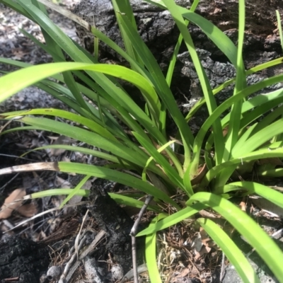 Cymbidium madidum (Banded Cymbidium) at Noosa Heads, QLD - 3 Aug 2023 by AliClaw