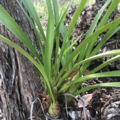 Cymbidium madidum (Banded Cymbidium) at Noosa National Park - 3 Aug 2023 by AliClaw