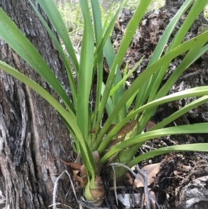 Cymbidium madidum at Noosa Heads, QLD - suppressed