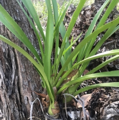 Cymbidium madidum (Banded Cymbidium) at Noosa National Park - 3 Aug 2023 by AliClaw