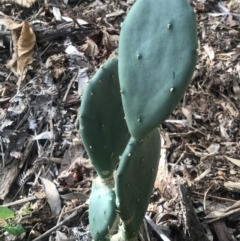Opuntia sp. (Prickly Pear) at Cootharaba, QLD - 3 Aug 2023 by AliClaw