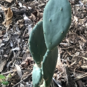 Opuntia sp. at Cootharaba, QLD - 3 Aug 2023
