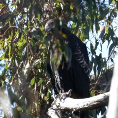 Aquila audax (Wedge-tailed Eagle) at QPRC LGA - 25 Jul 2023 by jb2602